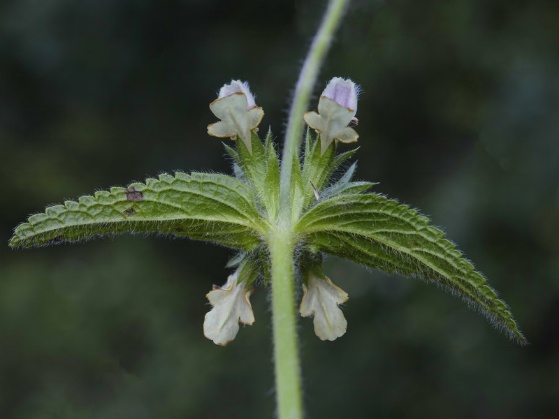 Stachys heraclea.05