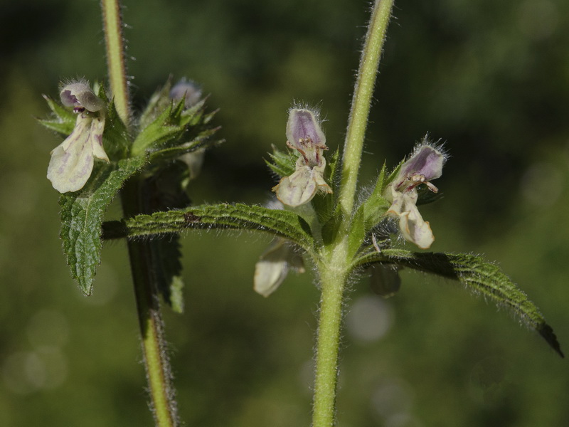 Stachys heraclea.07