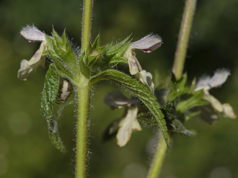 Stachys heraclea.08