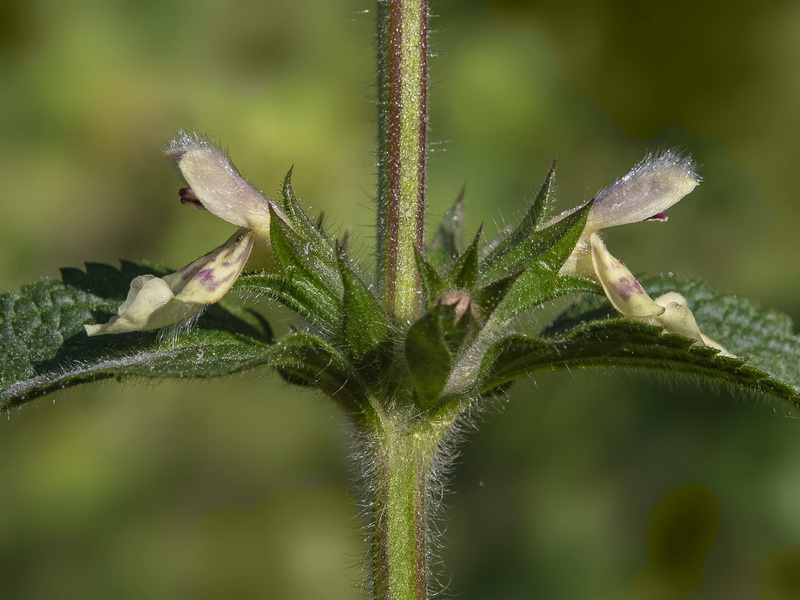 Stachys heraclea.09