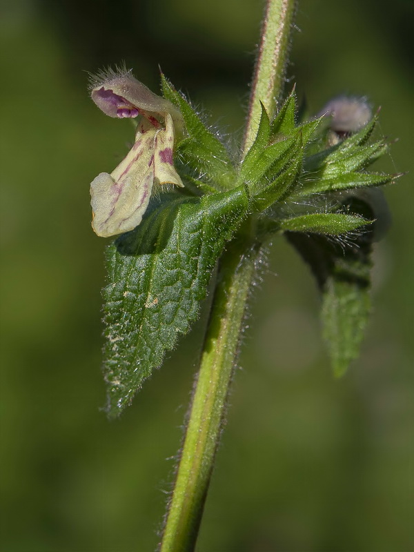 Stachys heraclea.10