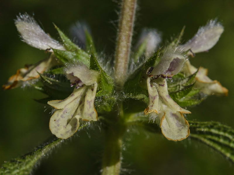 Stachys heraclea.12
