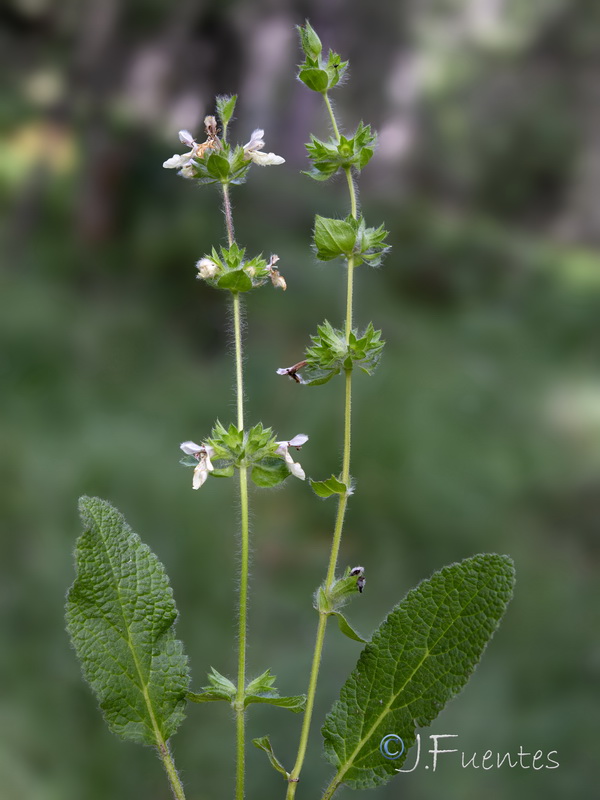 Stachys heraclea.14
