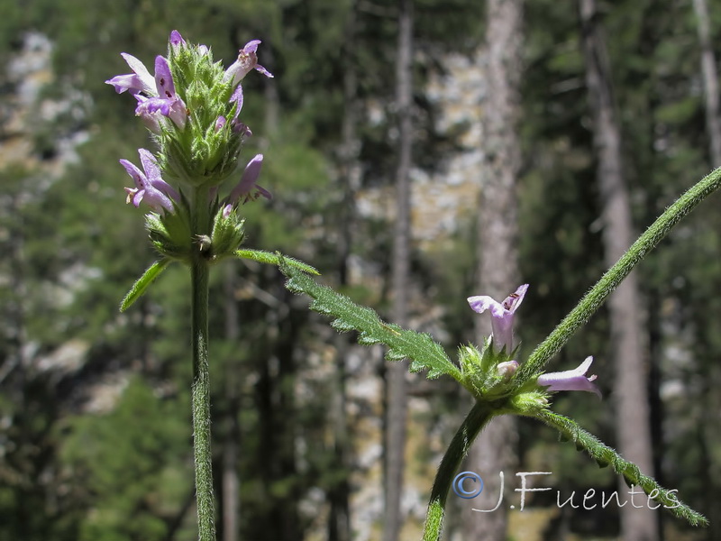 Stachys officinalis officinalis.01