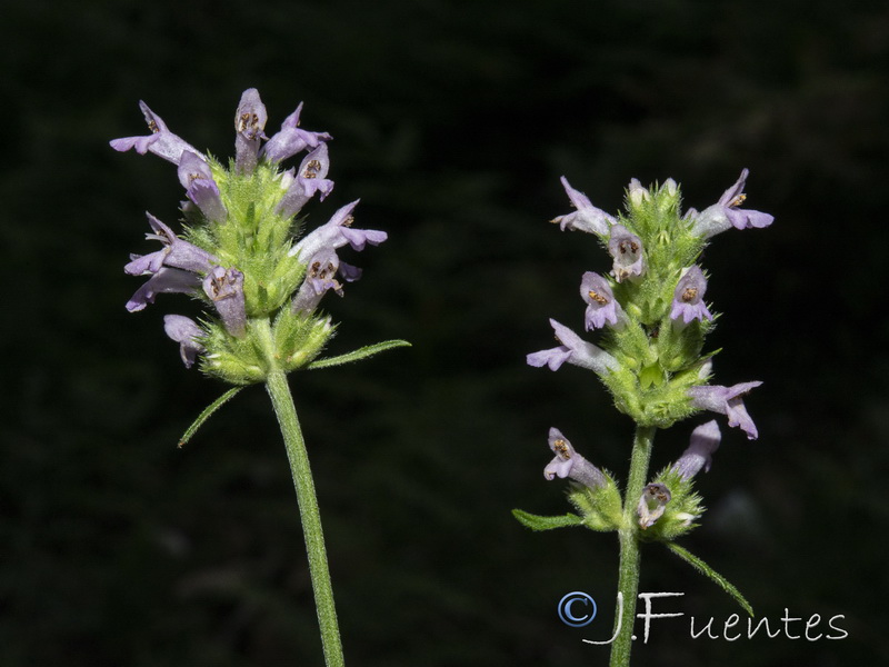 Stachys officinalis officinalis.03