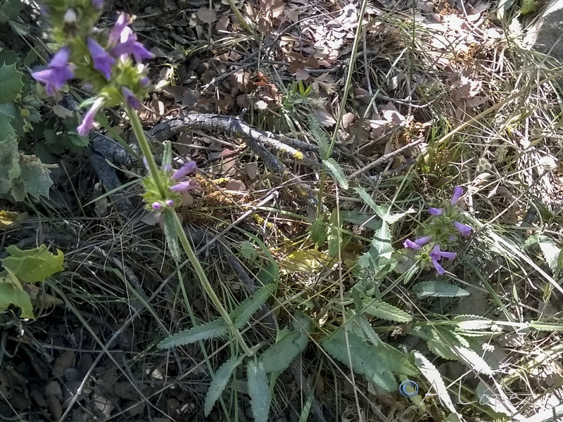 Stachys officinalis officinalis.07