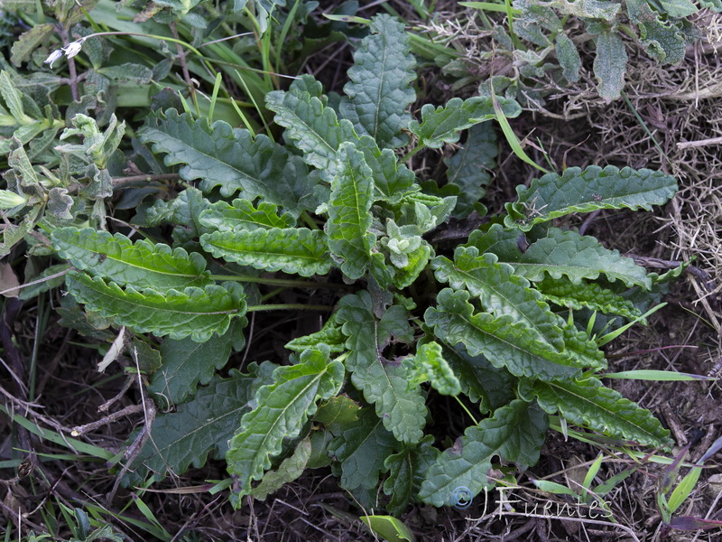 Stachys officinalis officinalis.11