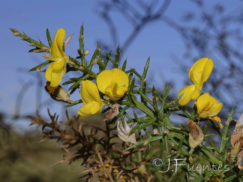 Stauracanthus boivinii.03