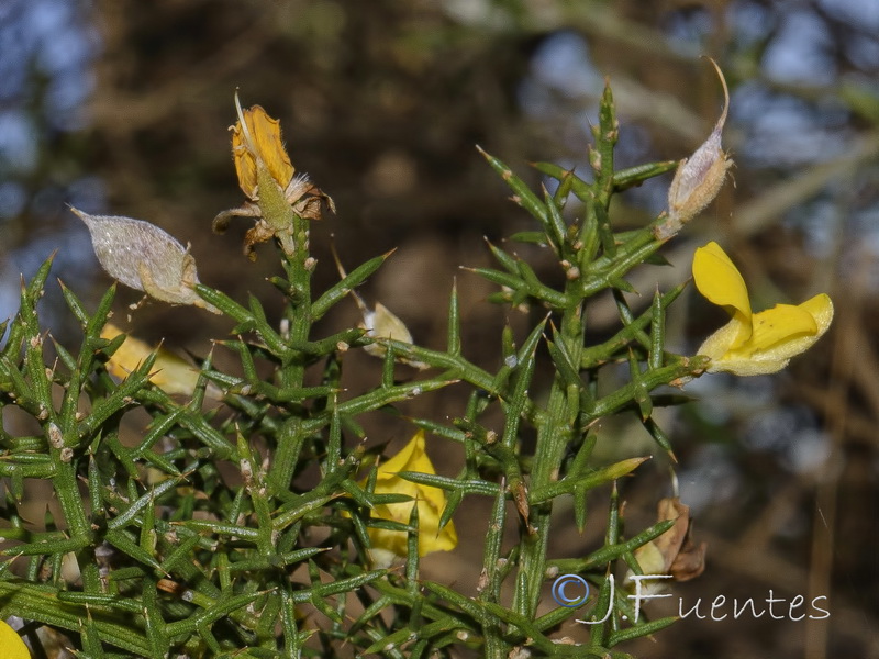 Stauracanthus boivinii.04