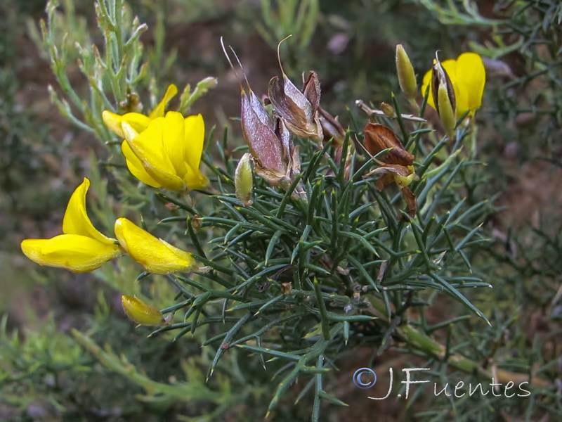 Stauracanthus boivinii.05