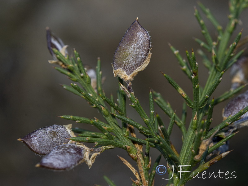 Stauracanthus boivinii.09