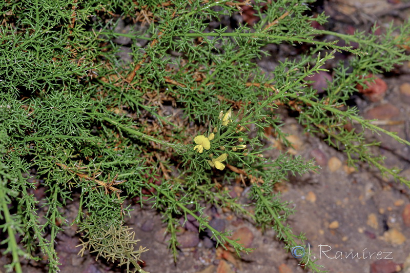 Stauracanthus boivinii.10