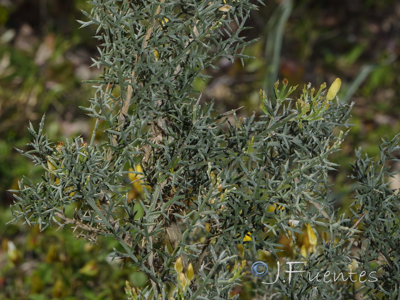 Stauracanthus genistoides.02