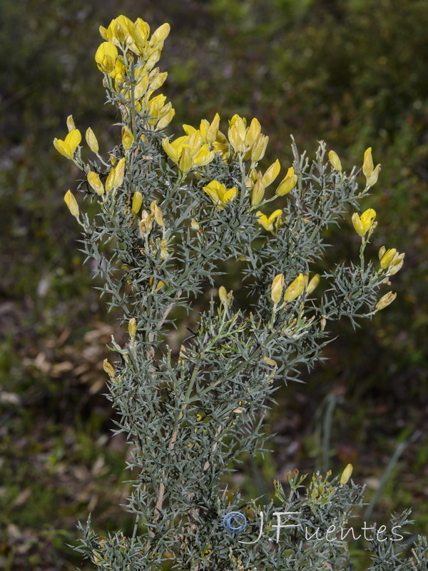 Stauracanthus genistoides.03