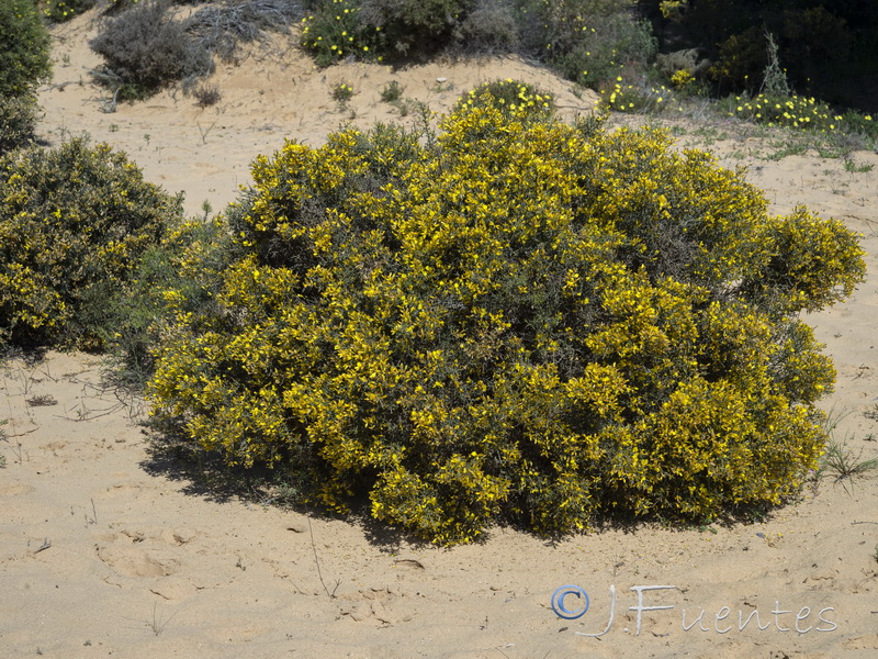 Stauracanthus genistoides.06