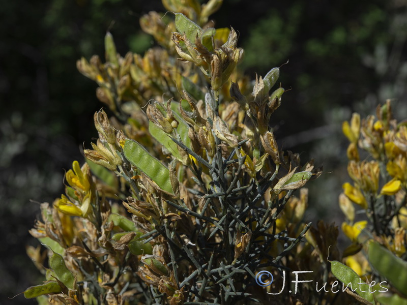 Stauracanthus genistoides.09