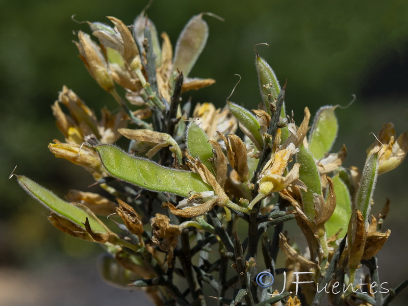 Stauracanthus genistoides.11