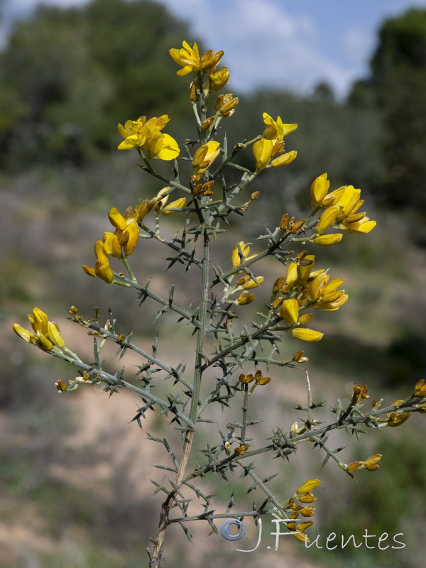 Stauracanthus genistoides.04