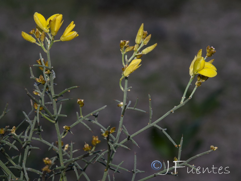 Stauracanthus genistoides.19