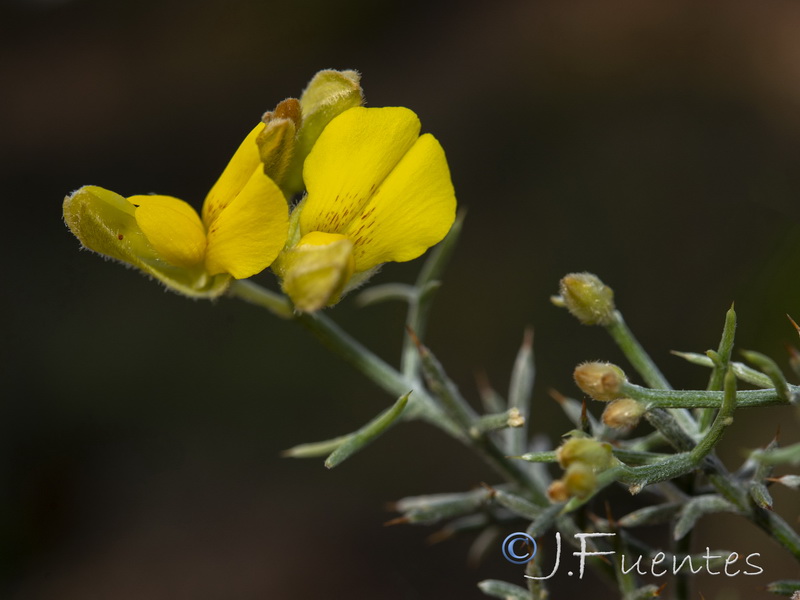 Stauracanthus genistoides.21