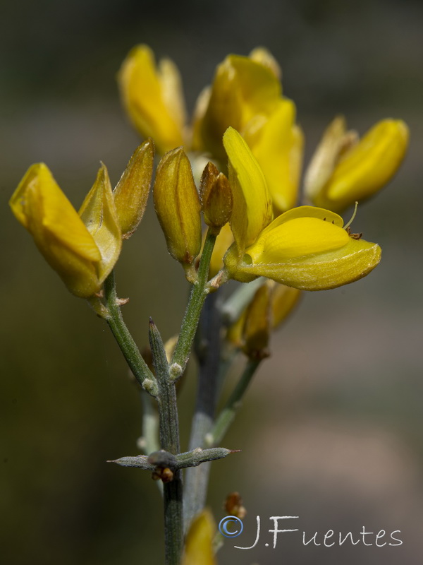 Stauracanthus genistoides.22
