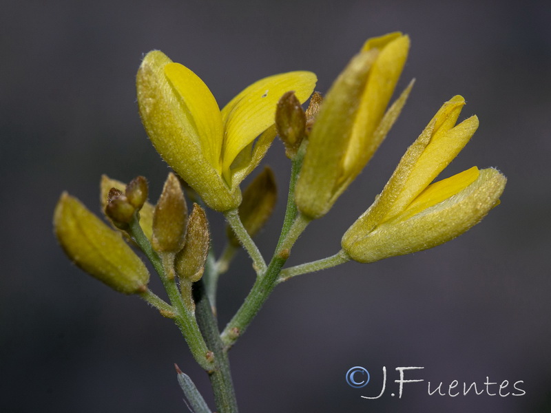 Stauracanthus genistoides.09