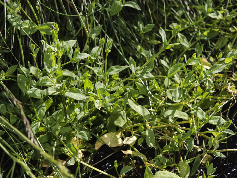 Stellaria alsine.01