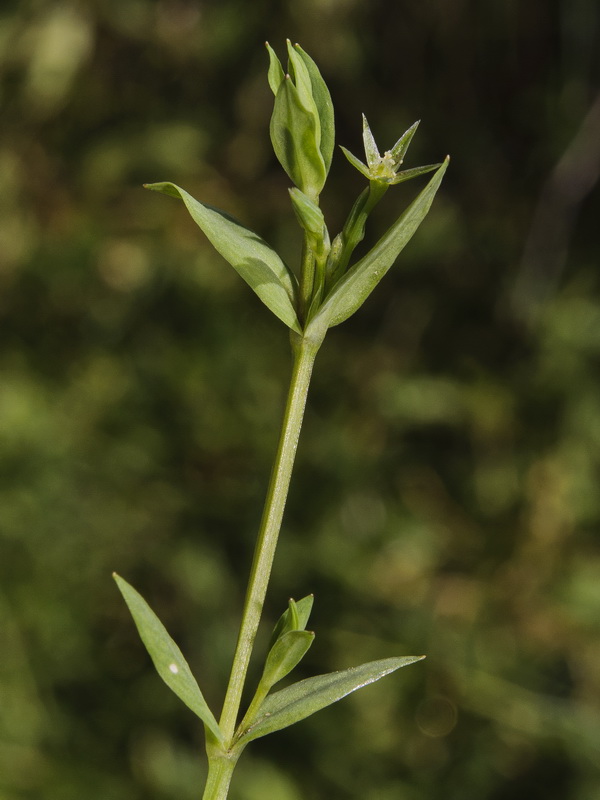 Stellaria alsine.03