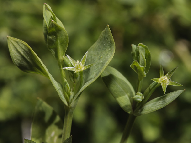 Stellaria alsine.05