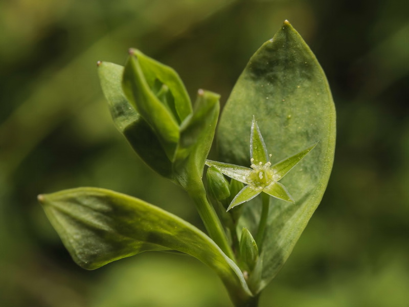 Stellaria alsine.07