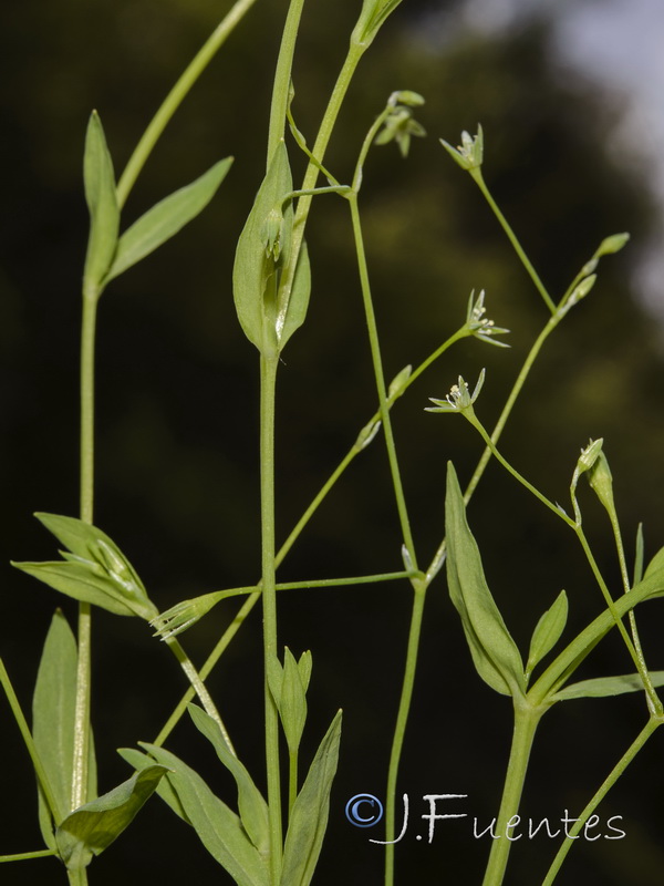 Stellaria alsine.09