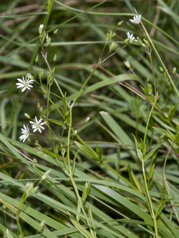 Stellaria graminea.01