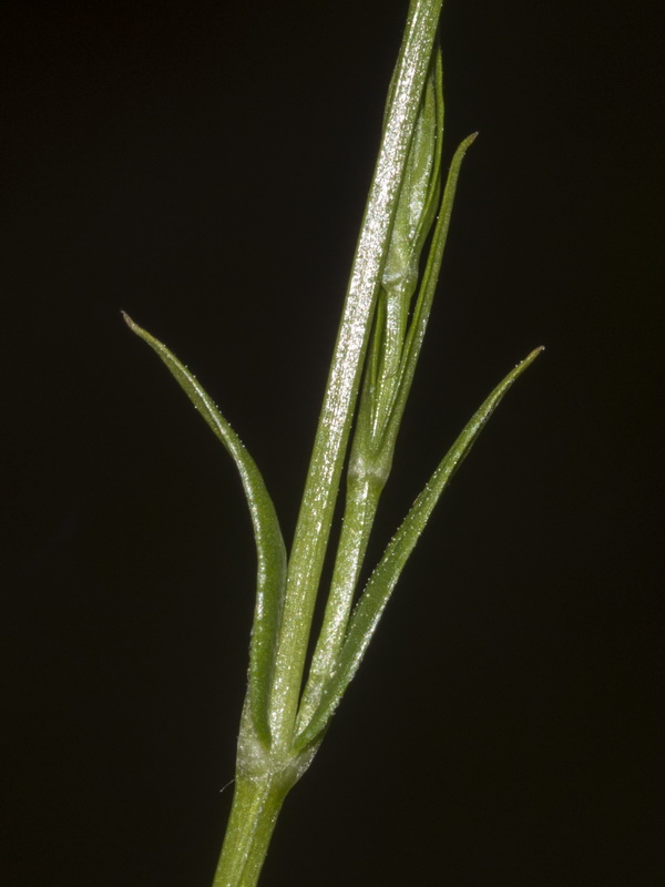 Stellaria graminea.02