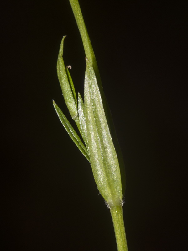 Stellaria graminea.03
