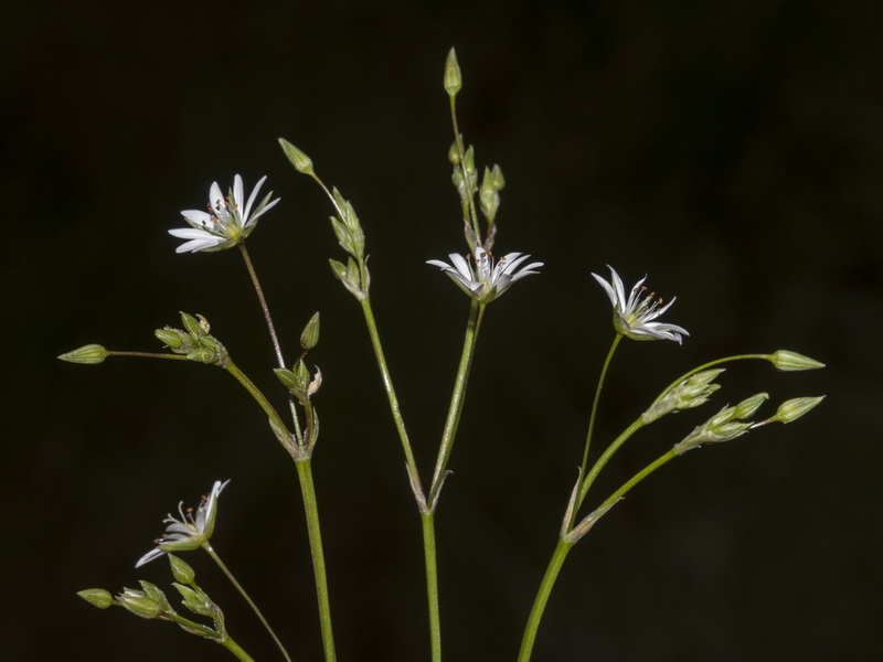 Stellaria graminea.04