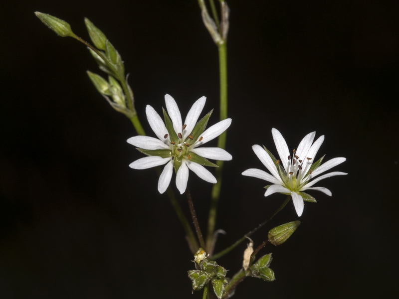 Stellaria graminea.05