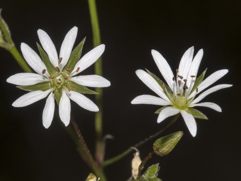 Stellaria graminea.06