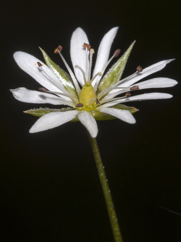 Stellaria graminea.07