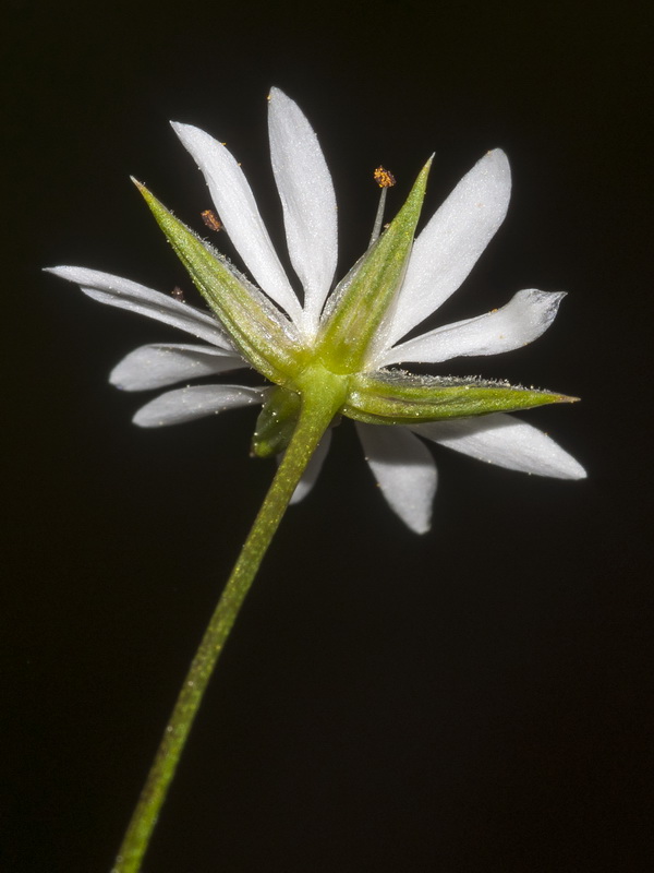 Stellaria graminea.08