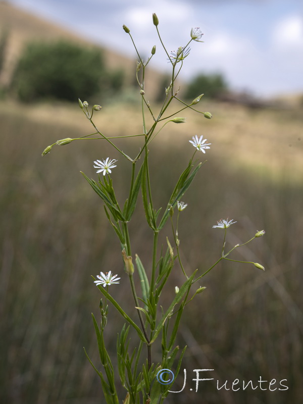 Stellaria graminea.10