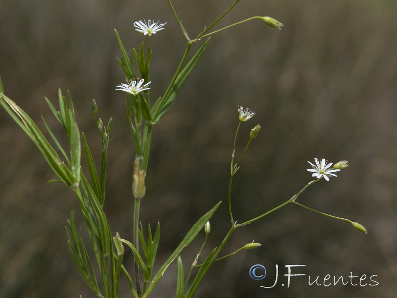 Stellaria graminea.11