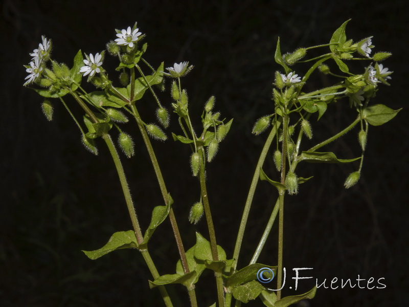 Stellaria media.01