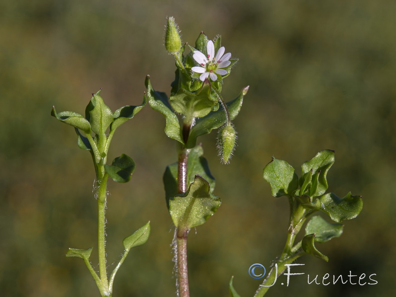 Stellaria media.02