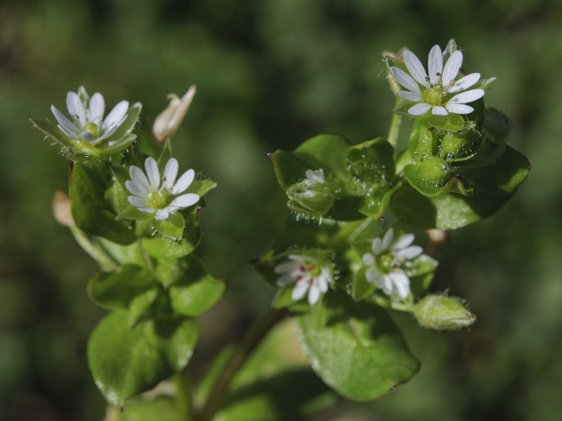 Stellaria neglecta.01