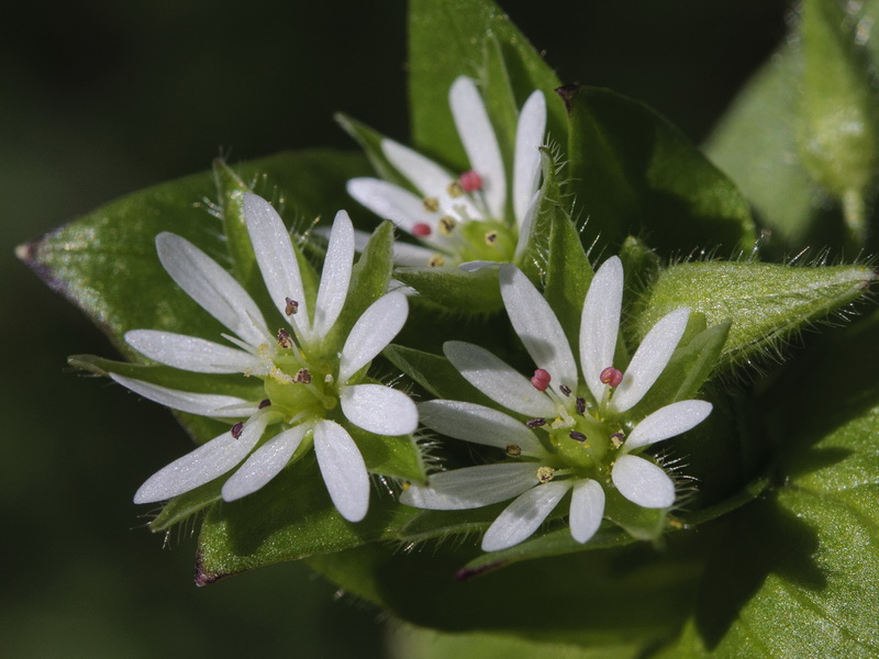 Stellaria neglecta.02