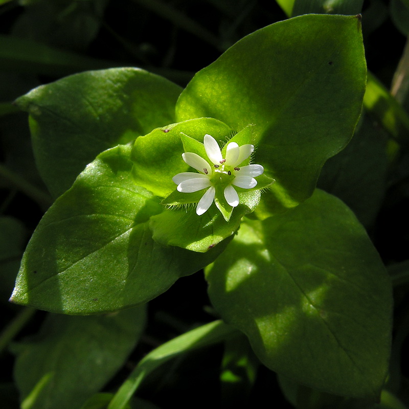 Stellaria neglecta.03