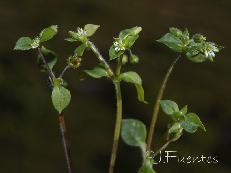 Stellaria pallida.01