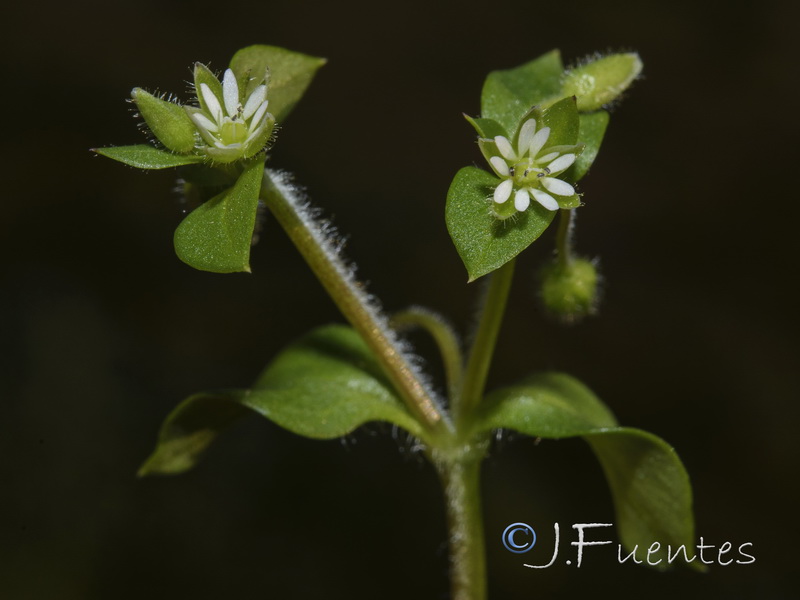 Stellaria pallida.04