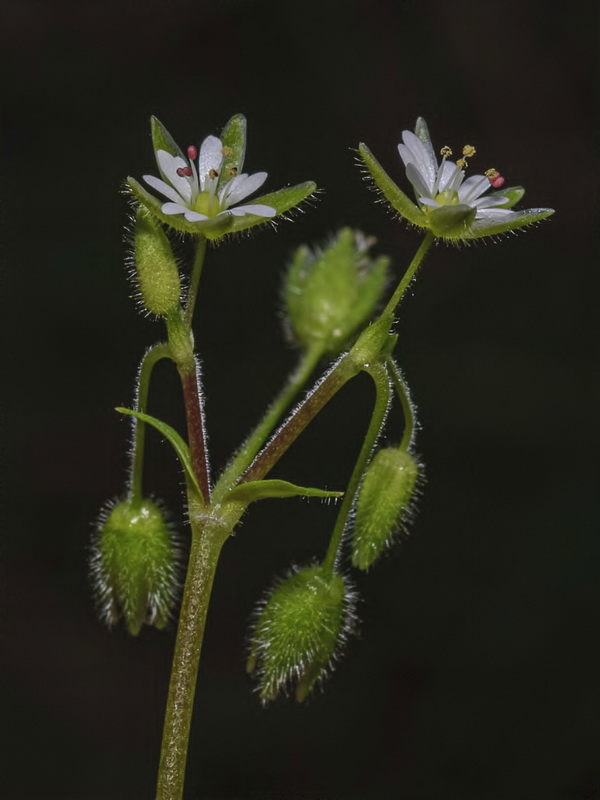 Stellaria pallida.05