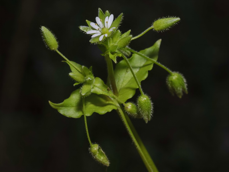 Stellaria pallida.07